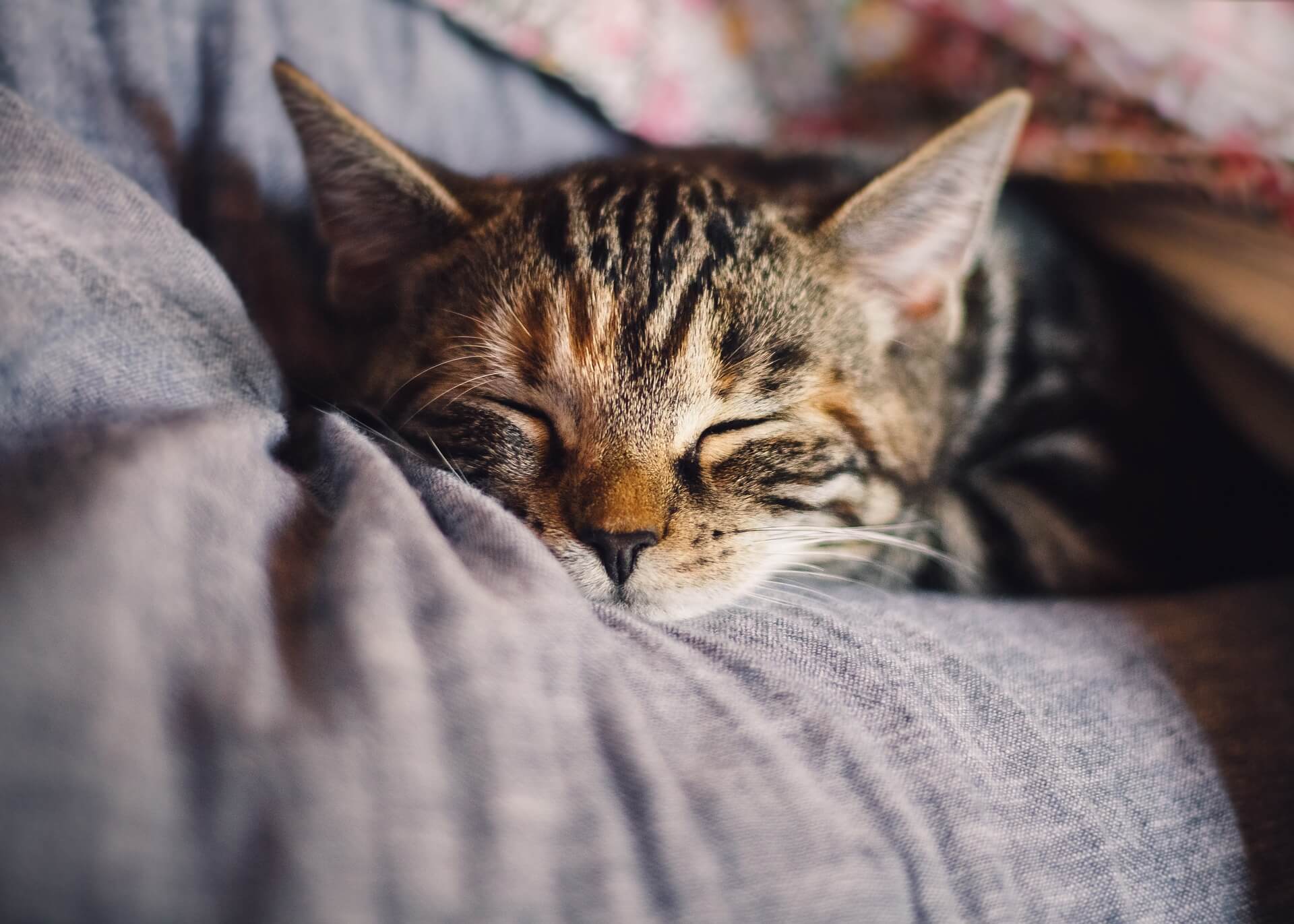 Gato durmiendo sobre una superficie textil
